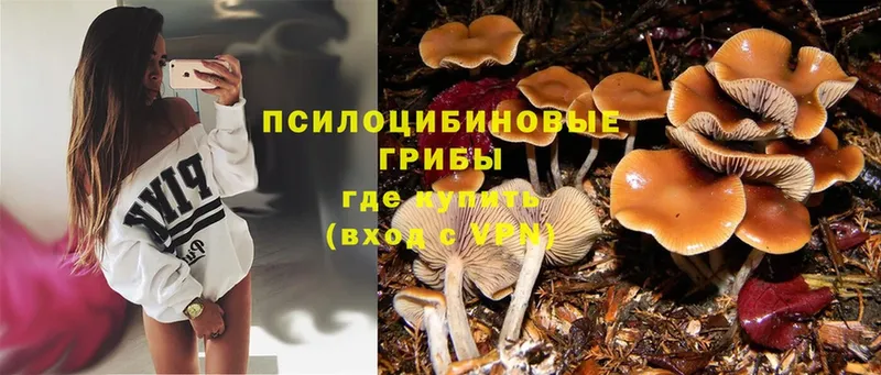 Псилоцибиновые грибы Psilocybe  Галич 